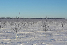 СПК имени Баума 2015